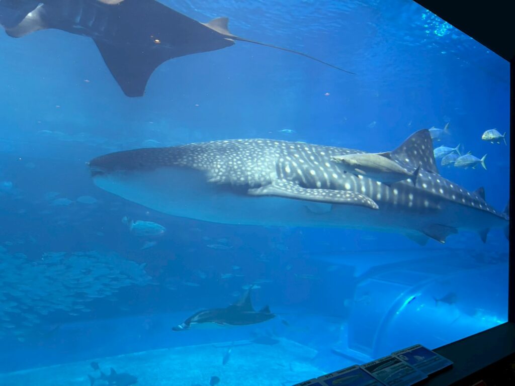 2025年 北村塗装店社員旅行 沖縄