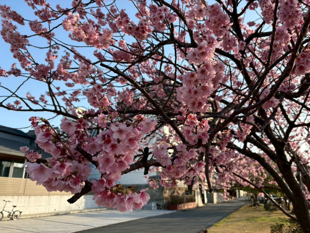 高知市河川清掃